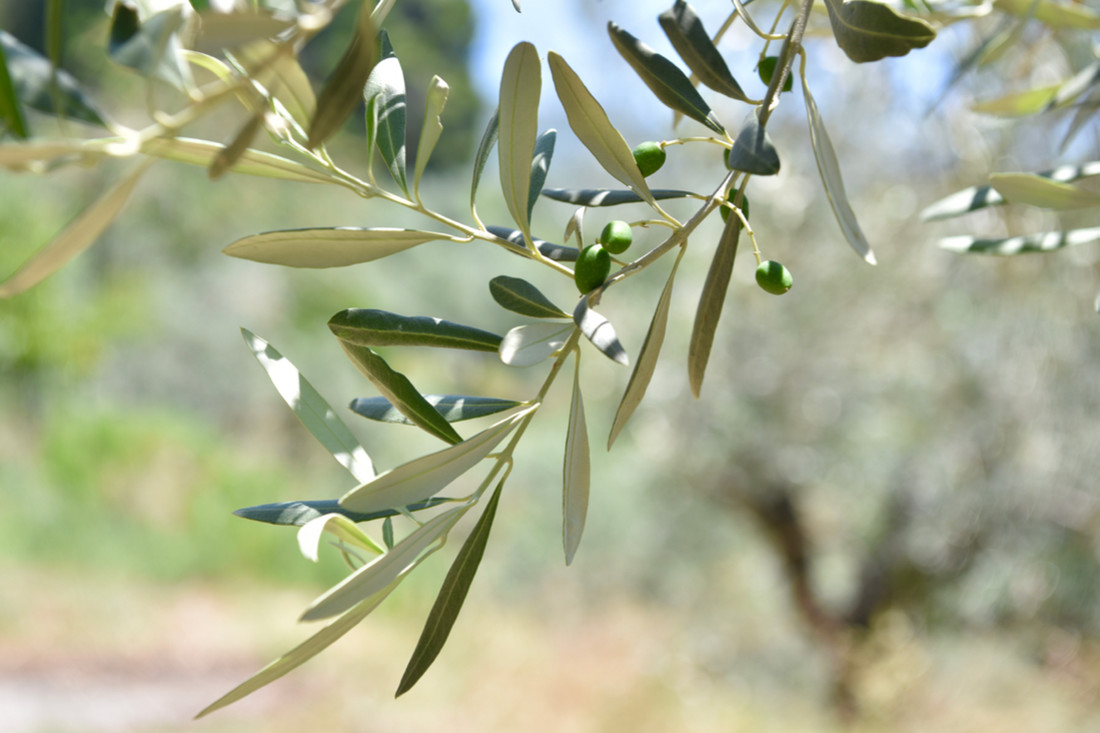 Olives Skopelos